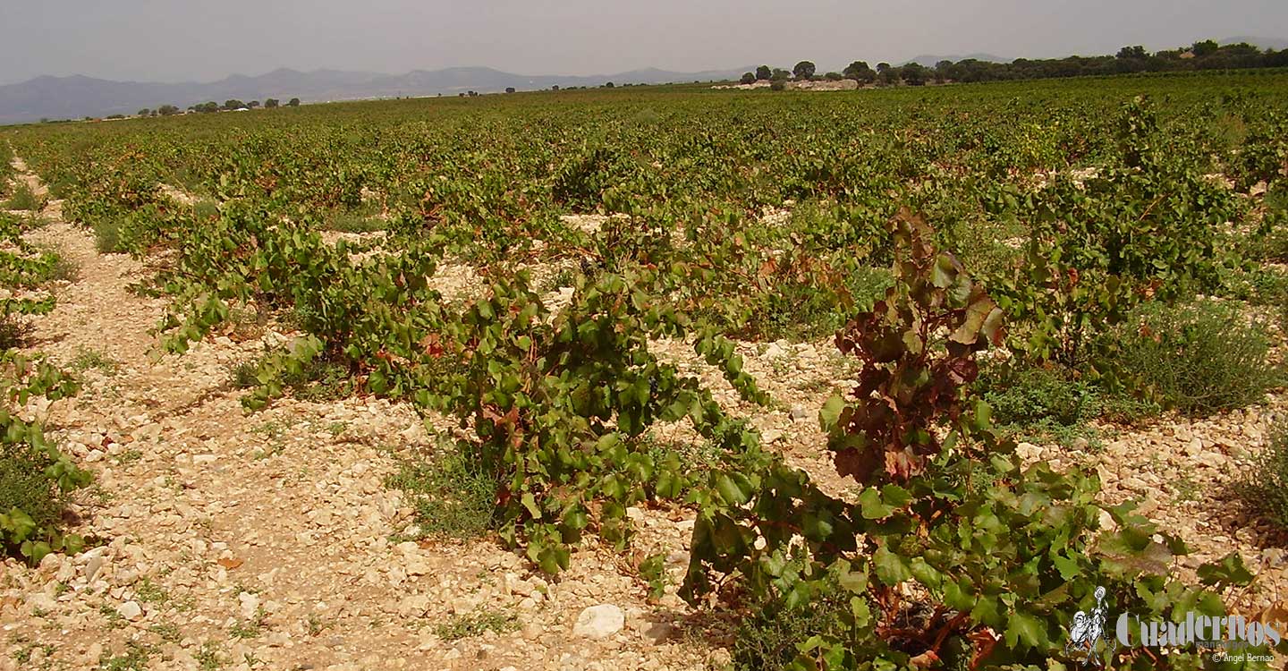 El Gobierno de Castilla-La Mancha ha abonado cerca de 500 millones de euros de ayudas de la PAC desde el inicio de nuevo año agrícola